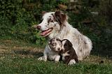 BORDER COLLIE 1067